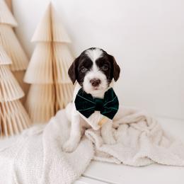 Lord - 12 Days of Christmas - Chocolate male Goldendoodle puppy in Syracuse, Indiana from The Doodle Cove