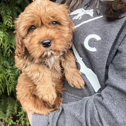 "Addison " Goldendoodle Puppies from Homestead Doodles