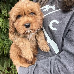 "Addison " Goldendoodle Puppies from Homestead Doodles
