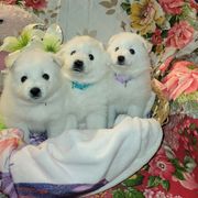 American Eskimo Dog puppies from Kathy's American Eskimo Dogs