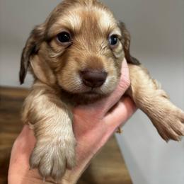 Teddy - Cream male Dachshund puppy in White Cloud, Michigan from MI Dachshunds
