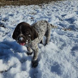 Wirehaired Pointing Griffon Puppies from Idaho Wirehaired Pointing Griffons