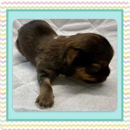 Xerxes - Parti male Yorkshire Terrier puppy in Annandale, Virginia from Artisan Yorkies LLC