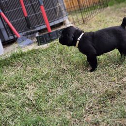 Cane Corso Puppies from Rosalez Kennel