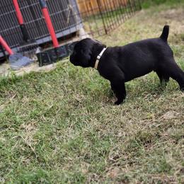 Cane Corso Puppies from Rosalez Kennel