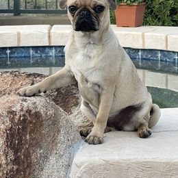 Pembroke Welsh Corgi and Pug Puppies from Blecker Kennel