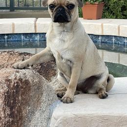 Pembroke Welsh Corgi and Pug Puppies from Blecker Kennel