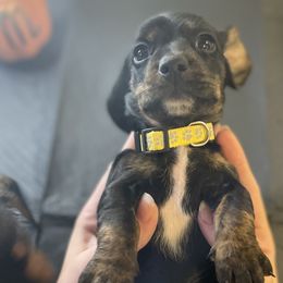 Male 1 - Black and tan Dachshund puppy in Chico, California from Hursh’s Hounds
