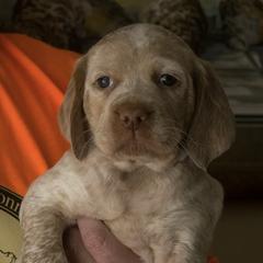 Braque du Bourbonnais from Aspen Ridge Kennels