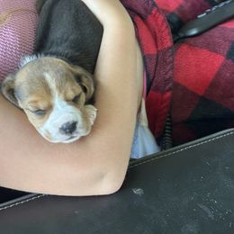 Beagle Puppies from Stranger Creek Beagles