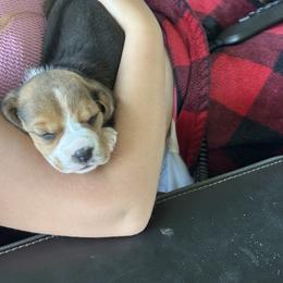 Beagle Puppies from Stranger Creek Beagles