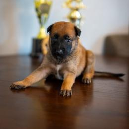 Yankee - Fawn male Belgian Malinois puppy in Lincoln, Nebraska from Nebraska K9