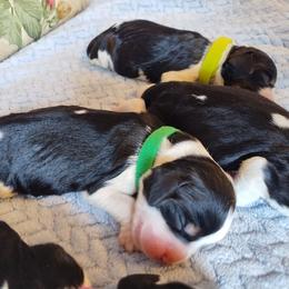 Beth - Black white and tan female English Springer Spaniel puppy in Kingsport, Tennessee from Leandra's English Springer Spaniels