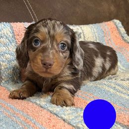 Oklahoma - Dapple male Dachshund puppy in Greasy, Oklahoma from 4E Dachshunds