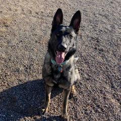 German Shepherds from Haven Haus Kennels