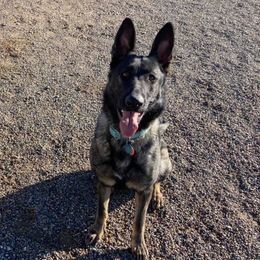 German Shepherds from Haven Haus Kennels