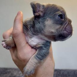 Capri - Tricolors female French Bulldog puppy in Lynchburg, Ohio from Pennington Family Frenchies