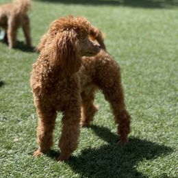 Bentley Boy - Poodle