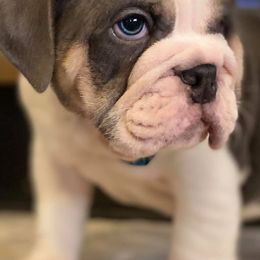 Bulldogs from Freedom English Bulldogs