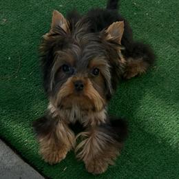 Peter - Yorkshire Terrier