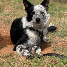 Border Collie puppies from High Velocity Stockdogs
