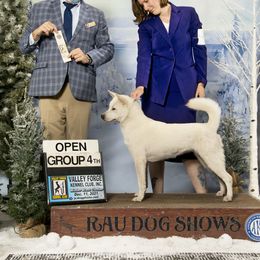 Kishu Ken All Grown Up from Ourou Sou