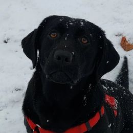 Piper - Labrador Retriever