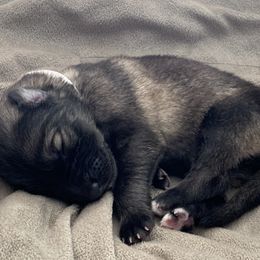 German Shepherd Puppies from Park Hill German Shepherds