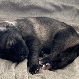 German Shepherd Puppies from Park Hill German Shepherds