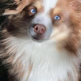 Miniature American Shepherds, Miniature Australian Shepherds, and Toy Australian Shepherds from Forbidden Aussies