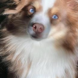 Miniature American Shepherds, Miniature Australian Shepherds, and Toy Australian Shepherds from Forbidden Aussies