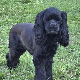 Josie (Dam) AKC - Cocker Spaniel