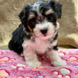 Camila - Black and tan female Havanese puppy in Wappapello, Missouri from Titanium Havanese LLC