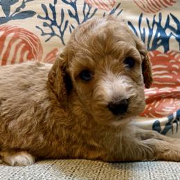 Princess - Apricot female Goldendoodle puppy in Pensacola, Florida from Goldendoodles Love You in Pensacola Friend Edition