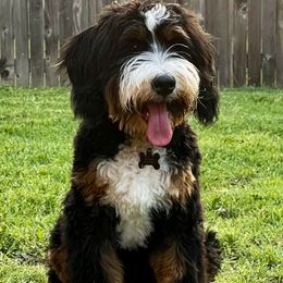 Luca - Bernedoodle