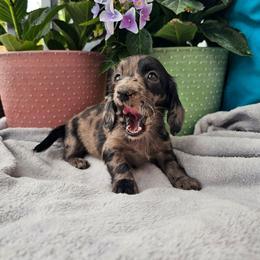 Nora - Dapple female Dachshund puppy in Florence, Arizona from Doxie Town Az