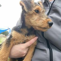 Welsh Terrier Puppies from Jenkins Welsh Terriers