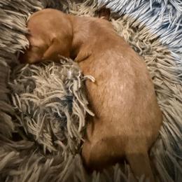 Little Lady Jane - Cream female Dachshund puppy in Madisonville, Texas from Little B’s Dachshund Farm