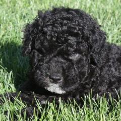 Spanish Water Dog Puppies from O'Reilly Kennels
