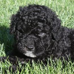 Spanish Water Dog Puppies from O'Reilly Kennels
