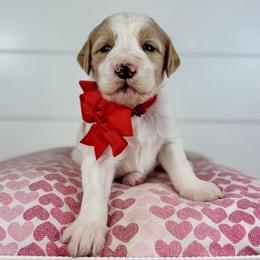 Fudge - Red Collar - Parti male Goldendoodle puppy in The Woodlands, Texas from Golden Fields Doodles