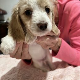 Boy 1 - Piebald male Dachshund puppy in Colorado Springs, Colorado, Colorado from Dollhouse Miniature Dachshunds