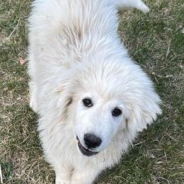 Freya - White female Great Pyrenees puppy in Sterling, Nebraska from Nemaha Valley Farms