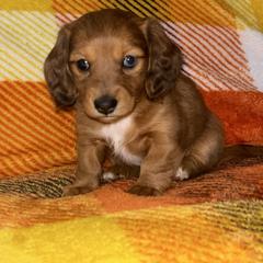 Red dapple little girl - Dapple female Dachshund puppy in Coeburn, Virginia from Southern Sweetheart Kennels