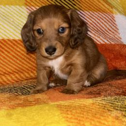 Red dapple little girl - Dapple female Dachshund puppy in Coeburn, Virginia from Southern Sweetheart Kennels