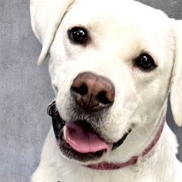 Labrador Retrievers from CaveInn Labradors