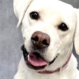Labrador Retrievers from CaveInn Labradors