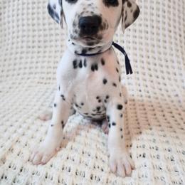 Dalmatian Puppies from Spotted Jewels Dalmatians