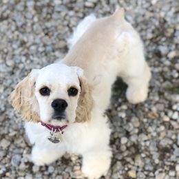 Ava - Cocker Spaniel