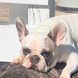 Nebula - French Bulldog